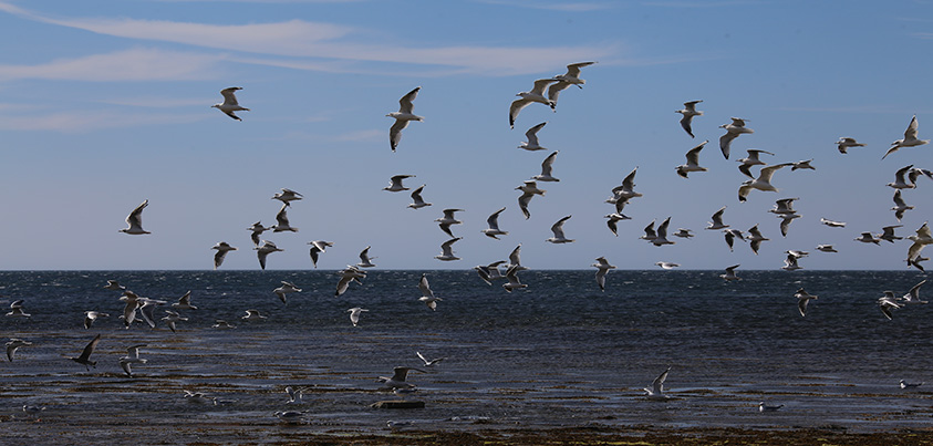 seabirds